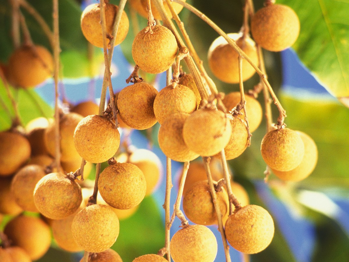 Reife Longan-Früchte an einem Zweig
