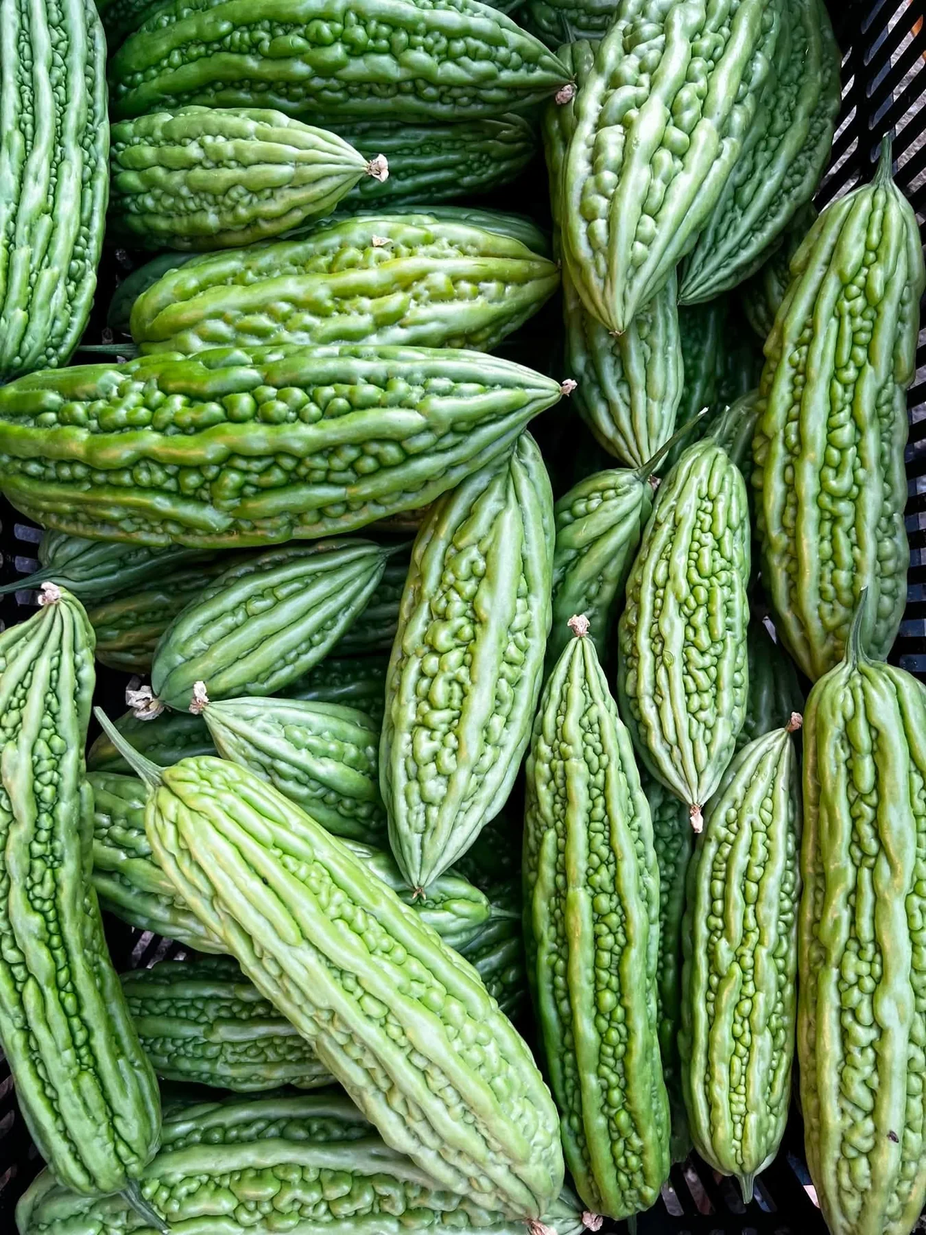 Fresh green bitter melons with deeply ridged skin