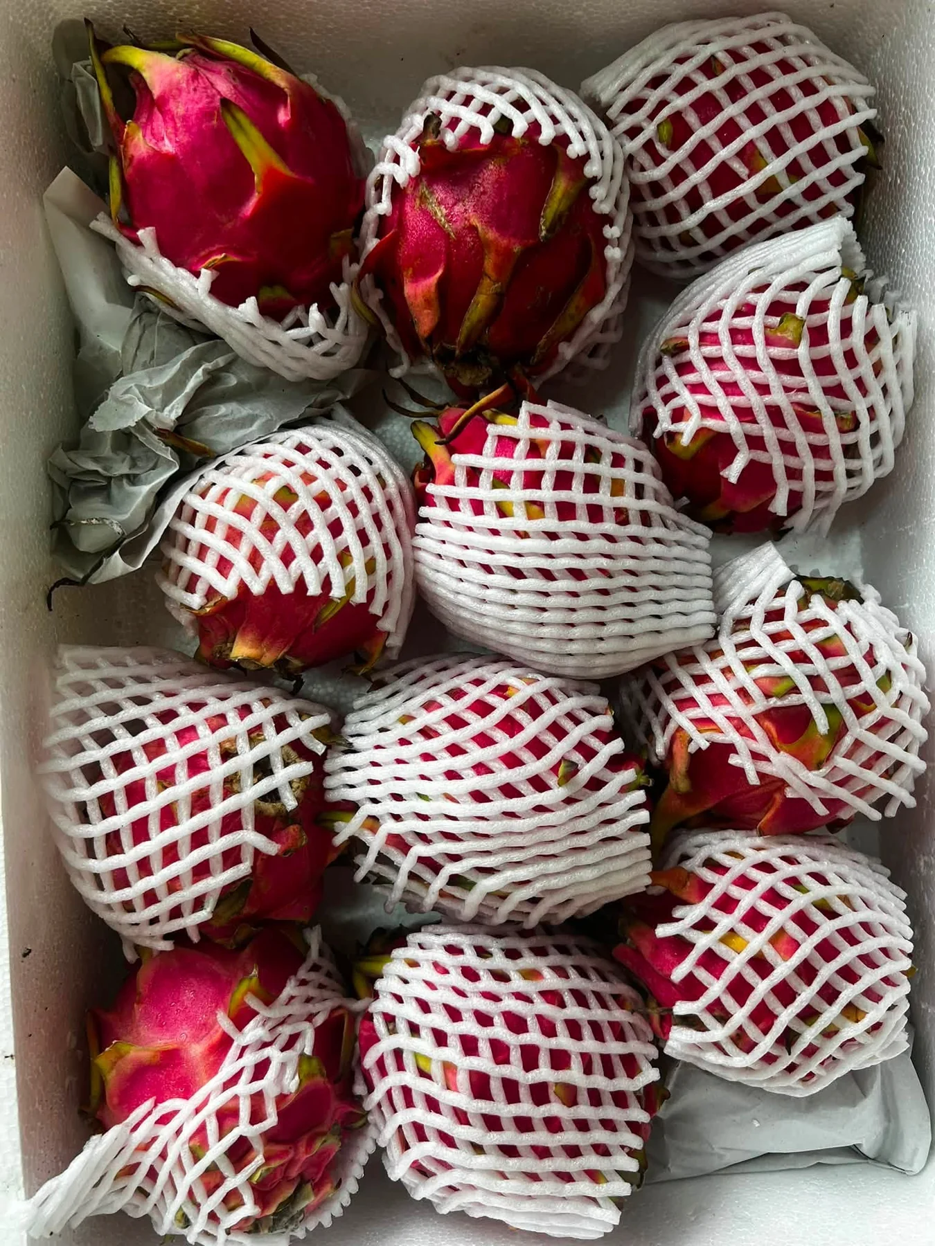 Fresh pink dragon fruit packed in a chilled box