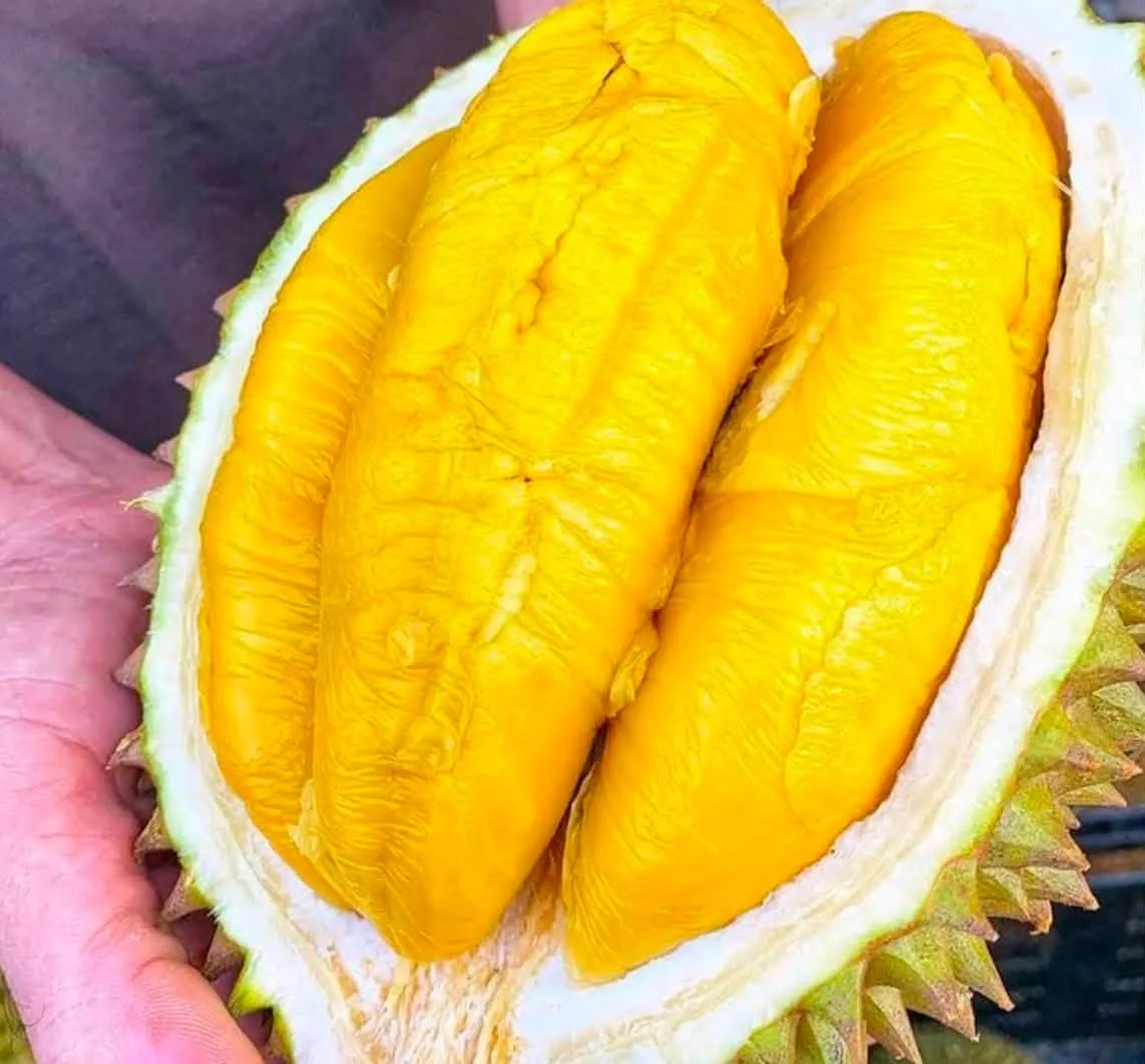 Opened durian with rich golden-yellow flesh
