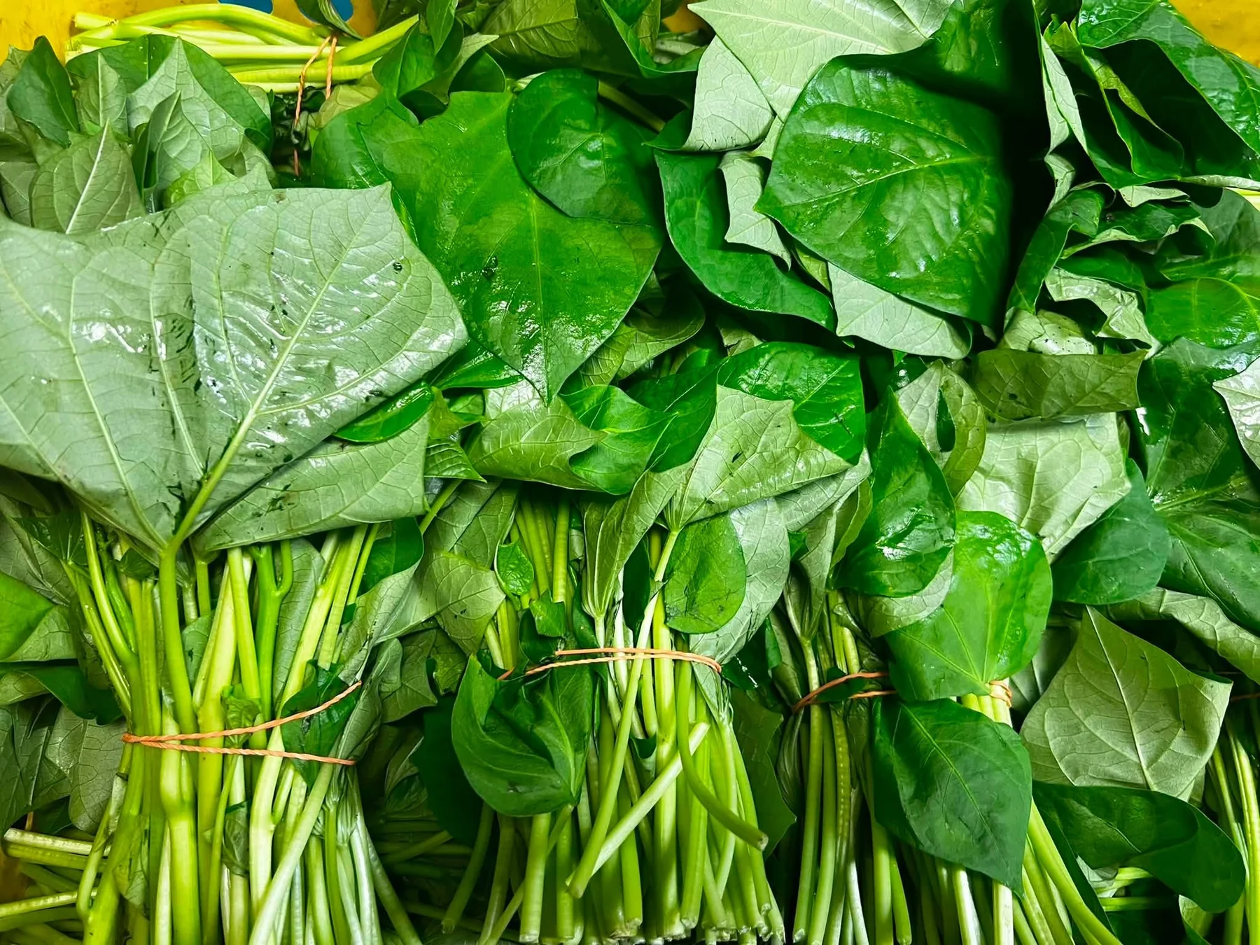 Fresh bunches of green sweet potato leaves and stems