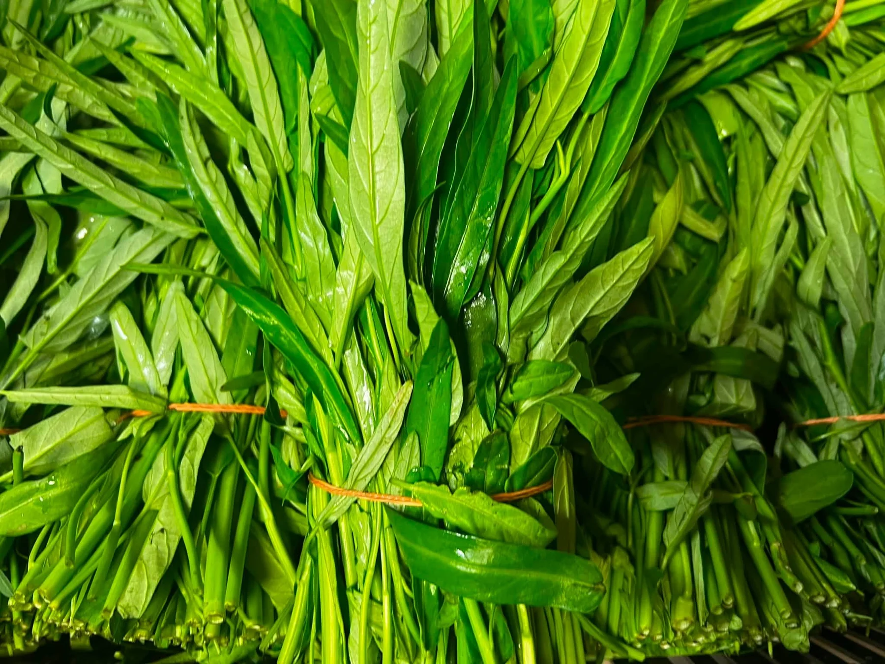 Fresh bunches of water spinach with long green leaves